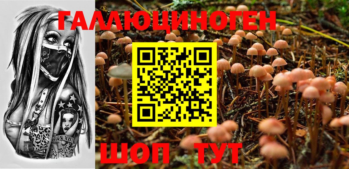 Галлюциногенные грибы Psilocybe Карталы